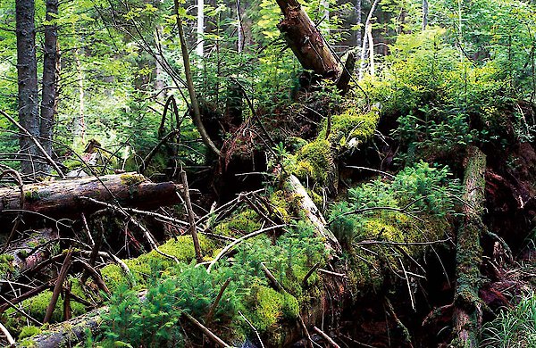Nationalpark Bayerischer Wald